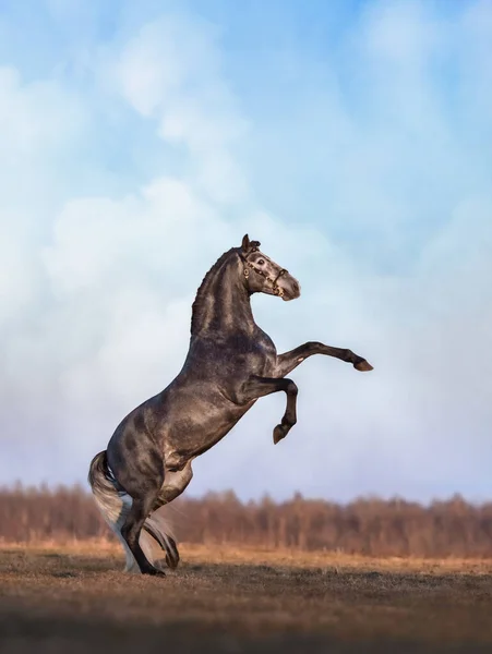 Šedý Andaluský Kůň Vzadu Jarní Louce Zataženou Oblohou — Stock fotografie