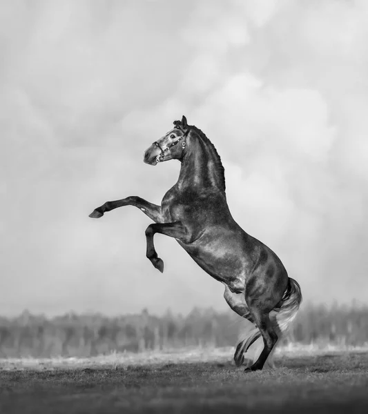 Bianco Nero Cavallo Andaluso Posteriore Prato Con Cielo — Foto Stock