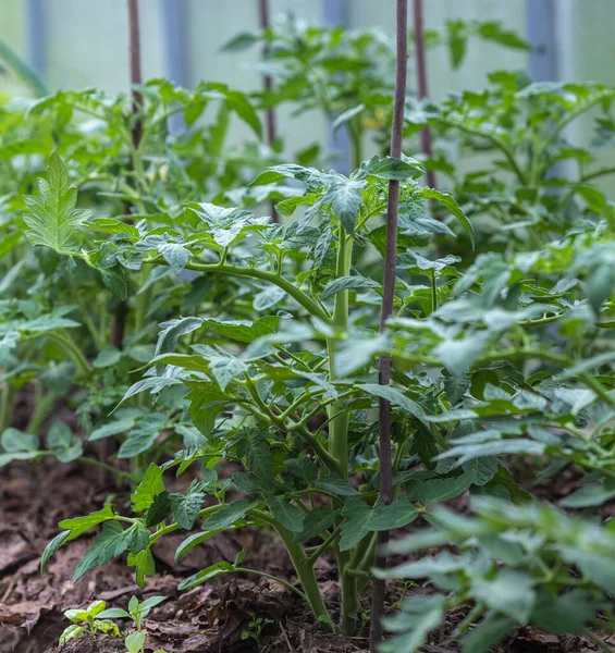 Tomatenplantage Kiemen Groeien Tuin Kas Rechtenvrije Stockfoto's