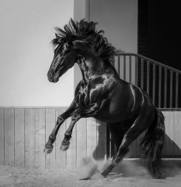 Cavalo Espanhol Joga Paddock Preto Branco Foto — Fotografia de Stock