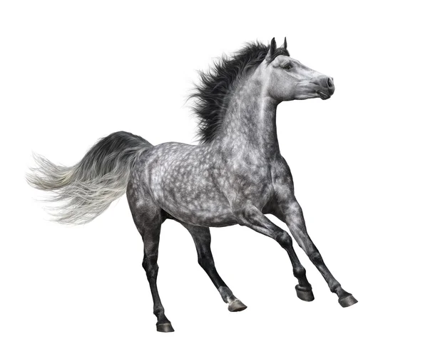 Dapple-grey horse in motion on white background — Stock Photo, Image