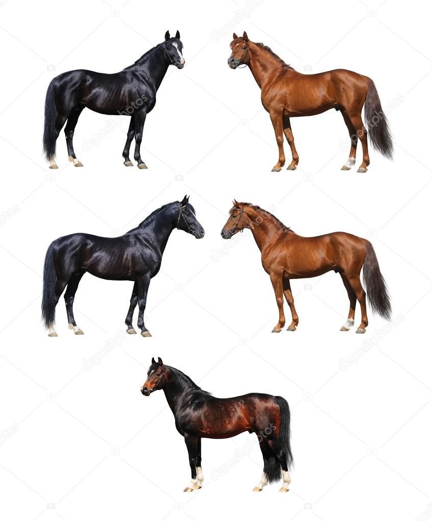 Horse collection isolated on white — Stock Photo © tristana 82630774