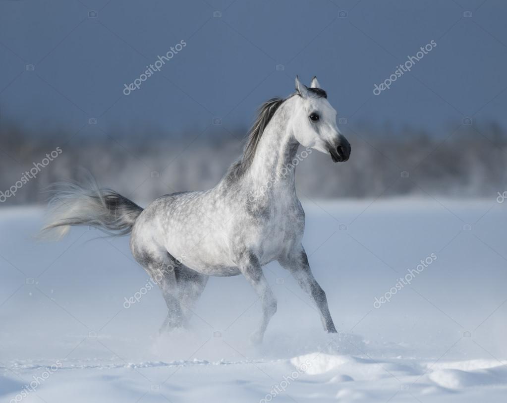Grå arabiske heste-galoper på snømark – stockfoto © tristana #82686680, image size:1023x813