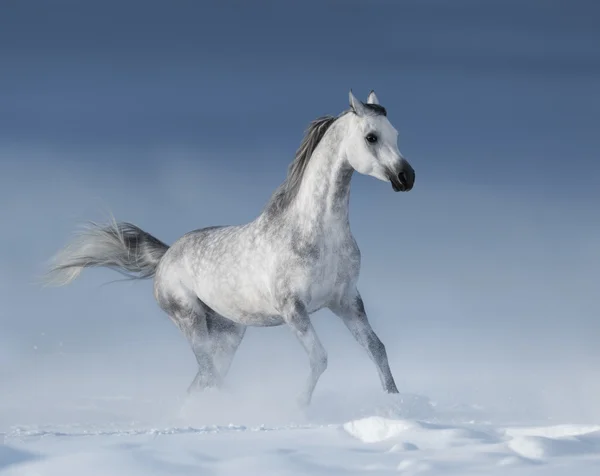 Purebred grey arabian stallion galloping over meadow in snow — Stock Photo, Image