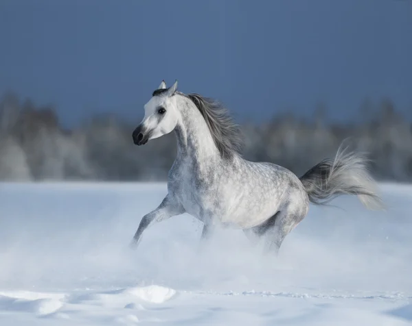 Galloping cavallo grigio arabo sul campo di neve — Foto Stock