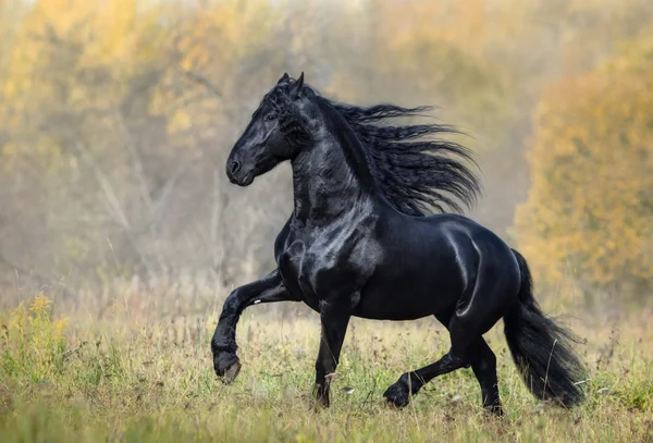 O cavalo preto da raça frísia caminha no nevoeiro de outono — Fotografia de Stock