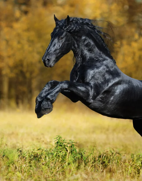 The black horse of the Friesian breed play in the gold autumn wo — Stock Photo, Image