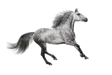 The grey Andalusian stallion gallops on white background clipart