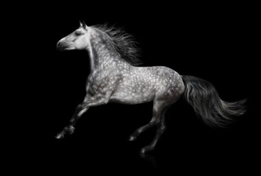 The grey Andalusian stallion gallops on black background clipart