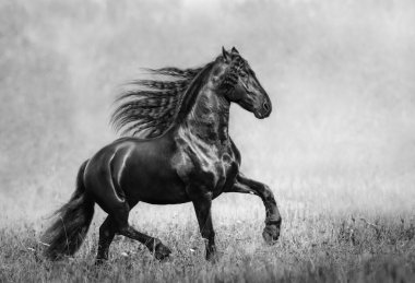 The black Frisian stallion in the autumn foggy field clipart
