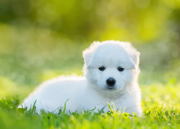 Witte pup van mix ras in een en een half maanden oud — Stockfoto