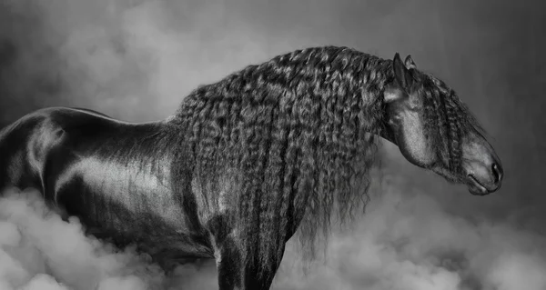 Portrait of black Frisian horse with long mane  in the smoke — Stock Photo, Image