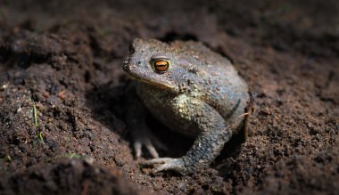 Ortak kurbağa ya da Avrupa Kurbağa (Bufo bufo) bir deliğe saklandı