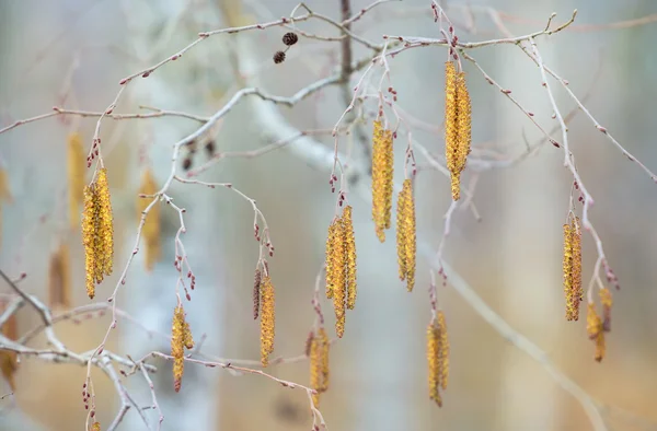 Guardanapos de vidoeiro na primavera — Fotografia de Stock