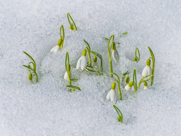 Groep van snowdrop bloemen met sneeuw — Stockfoto