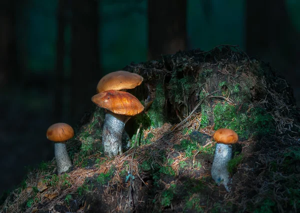 숲에서 성장 하는 Leccinum aurantiacum의 그룹. — 스톡 사진