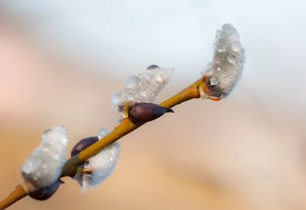 Primavera bichano salgueiro catkins — Fotografia de Stock