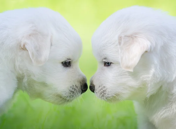 Gemengd ras witte puppy's op lichtgroene achtergrond. — Stockfoto