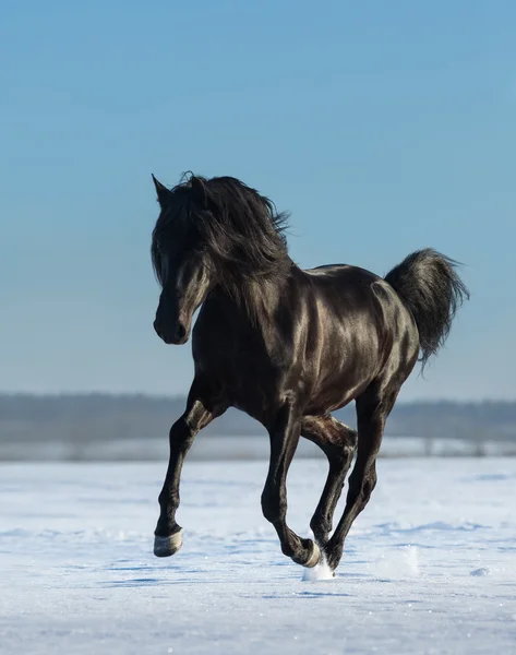 Pure Bred Spanish black stallion gallops on snow meadow — Stock Photo, Image