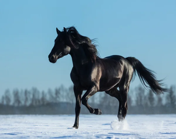 Pur élevage espagnol noir étalon trotter sur la neige prairie — Photo