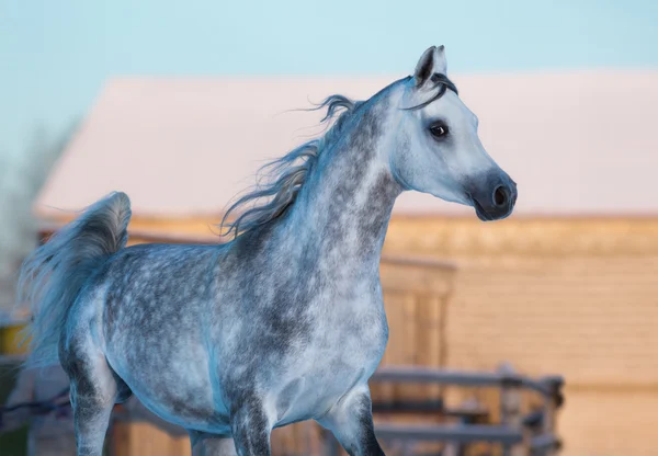 灰色的优雅种马的纯种阿拉伯品种 — 图库照片