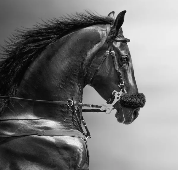 Porträt eines Sporthengstes im Hackamore. — Stockfoto