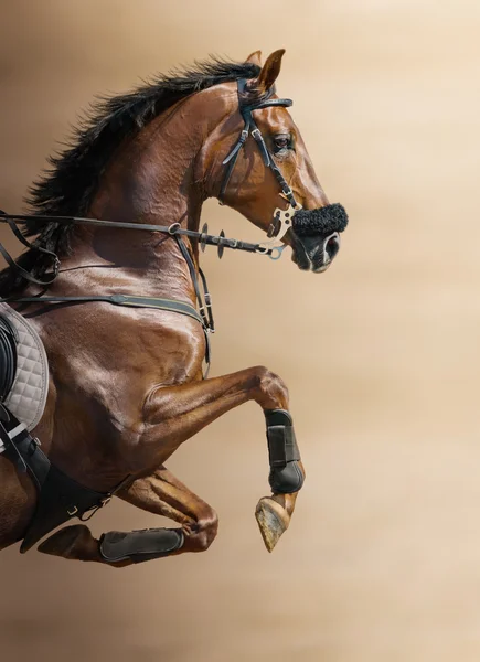 Primer plano del caballo saltando castaño en un hackamore — Foto de Stock