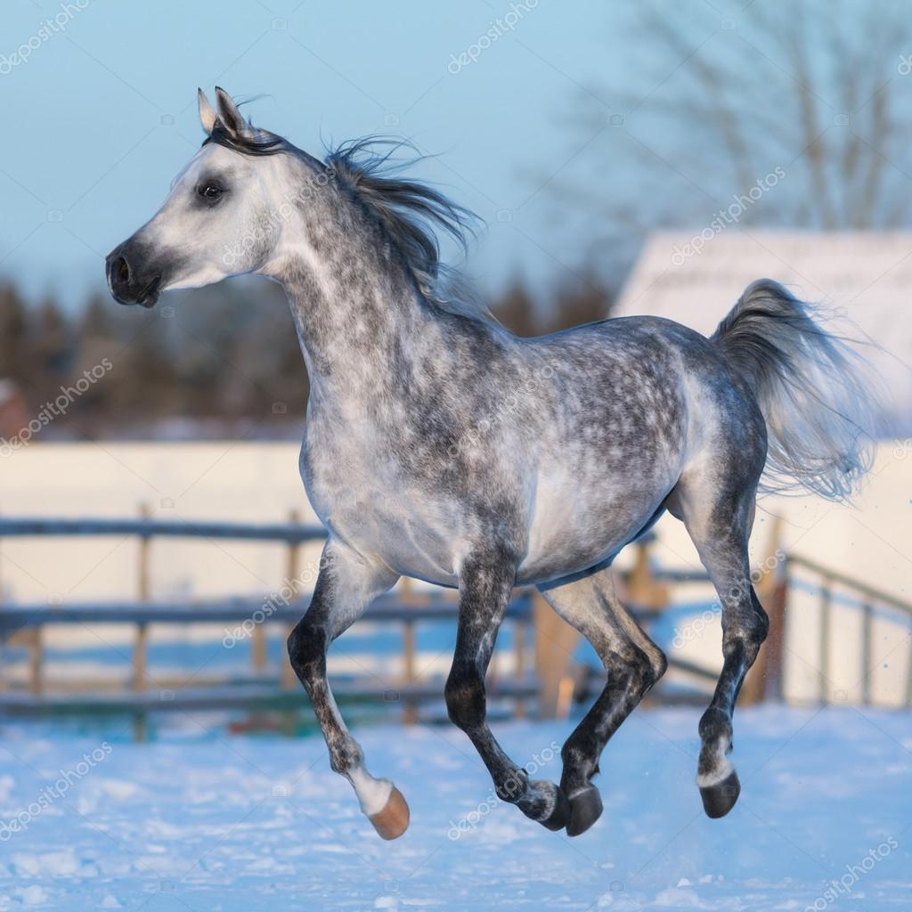 Dapple-grey stallion of Arabian breed in motion Stock Photo by ©tristana  96264458