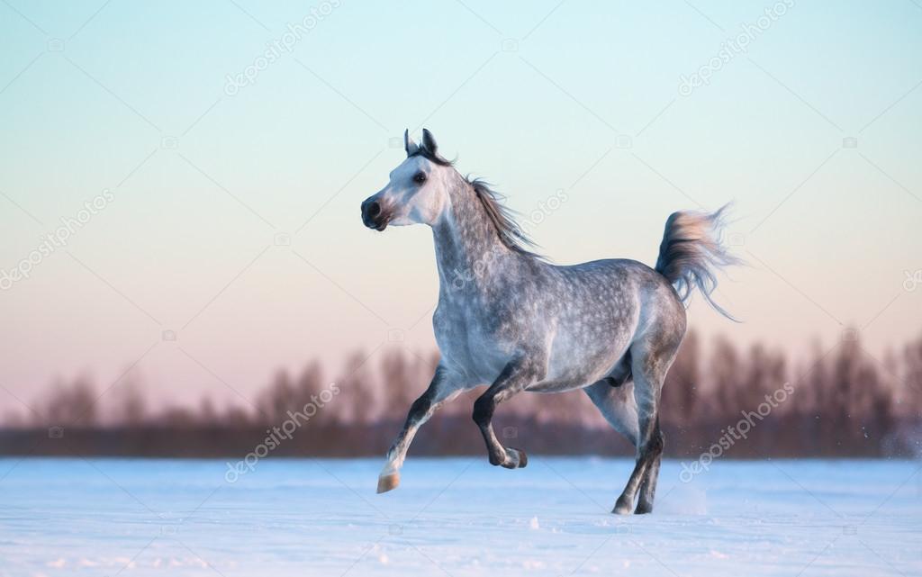 Grey Arabian stallion on winter snowfield at sunset
