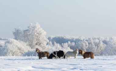 Winter landscape and four ponies clipart