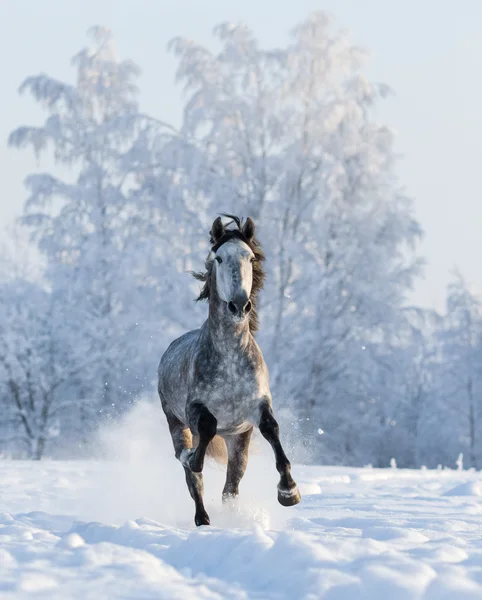 Grey Andalusian horse gallops on snowfield — Stock Photo, Image