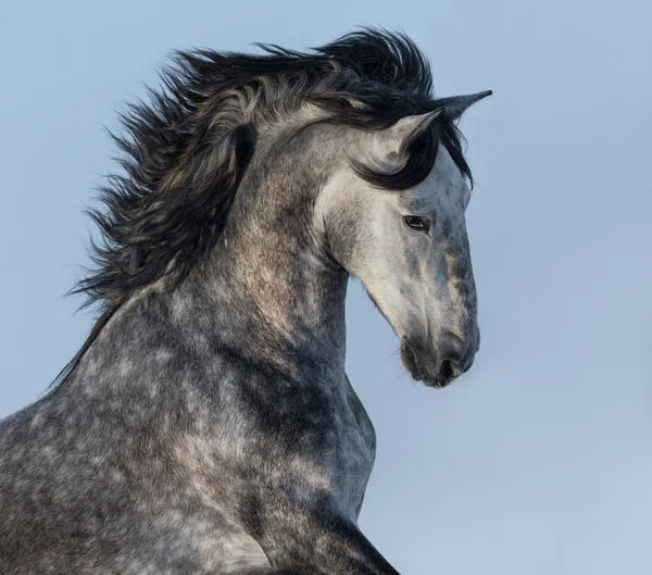 Dapple-Grey koń hiszpański - portret w ruchu — Zdjęcie stockowe