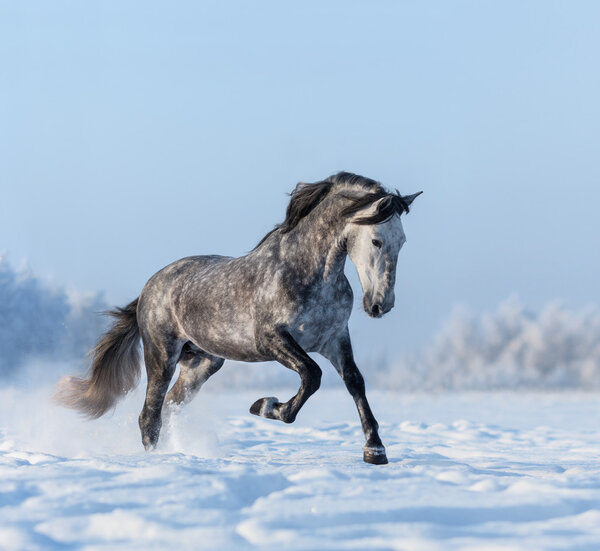 Grey Spanish horse gallops on snowfield