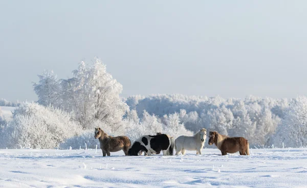 Paesaggio invernale e quattro pony — Foto Stock