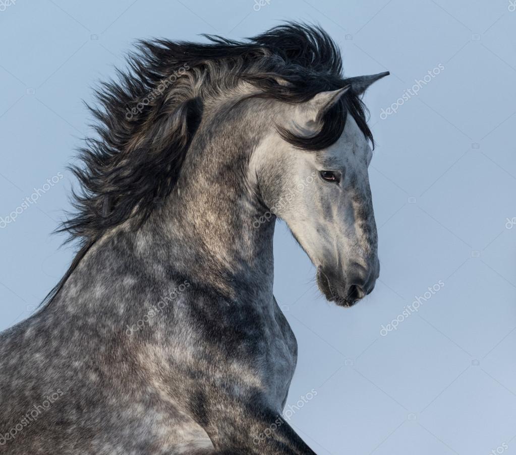 Dapple-grey Spanish horse - portrait in motion Stock Photo by ©tristana  96774734