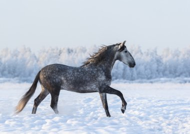Sahada kış zamanında cantering dapple-grey at