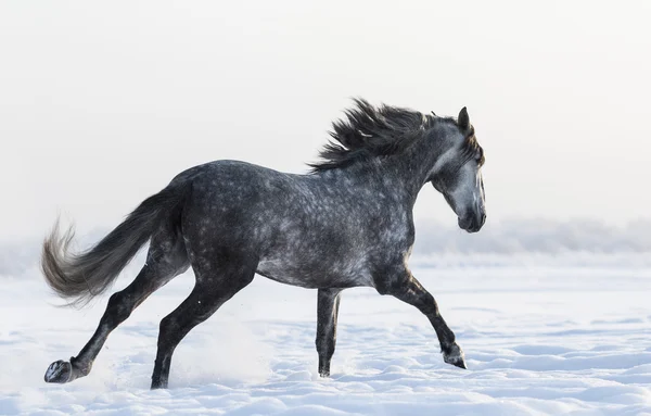 Cheval gris pomme galopant sur le terrain en hiver — Photo