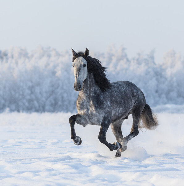 Purebred horse galloping across a winter snowy meadow