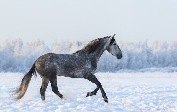 Gray Andalusian horse cantering on meadow in fresh snow