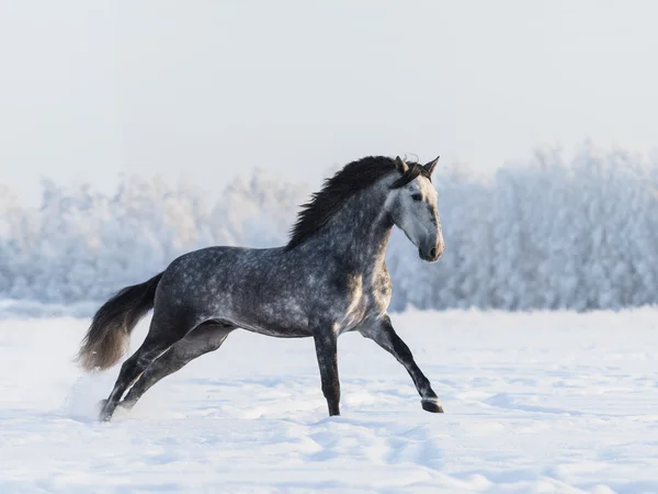 Dapple-Grey paard galopperen op veld op wintertijd — Stockfoto