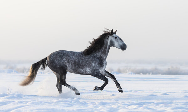 Gray Andalusian horse galloping on meadow in fresh snow