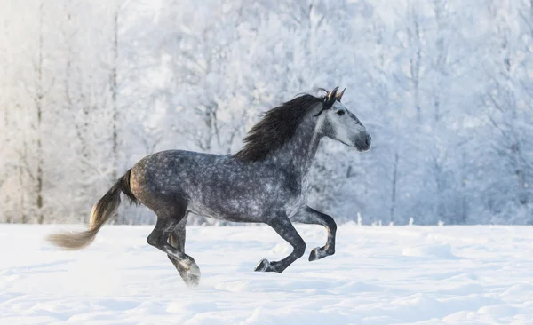 Cheval de race galopant à travers une prairie enneigée d'hiver — Photo