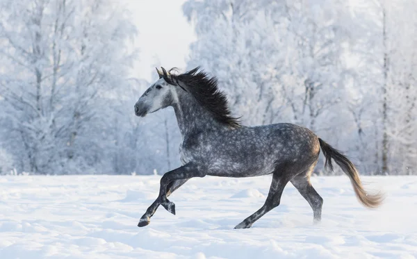 Reinrassiges Pferd galoppiert über eine winterlich verschneite Wiese — Stockfoto