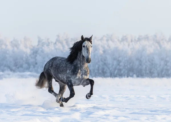 Running grijs rasechte Spaanse paard — Stockfoto