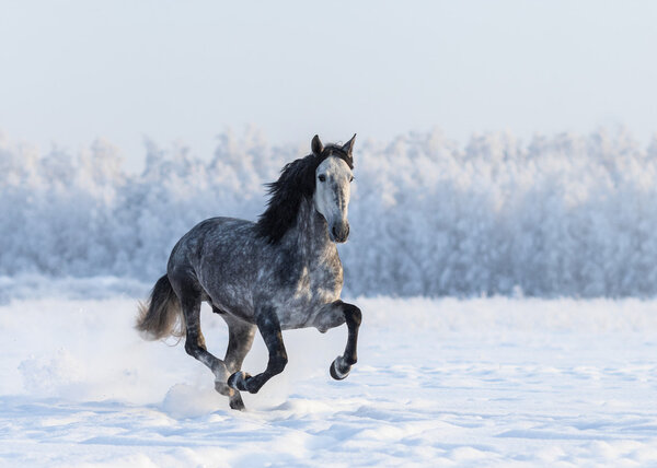 Running grey Purebred Spanish horse