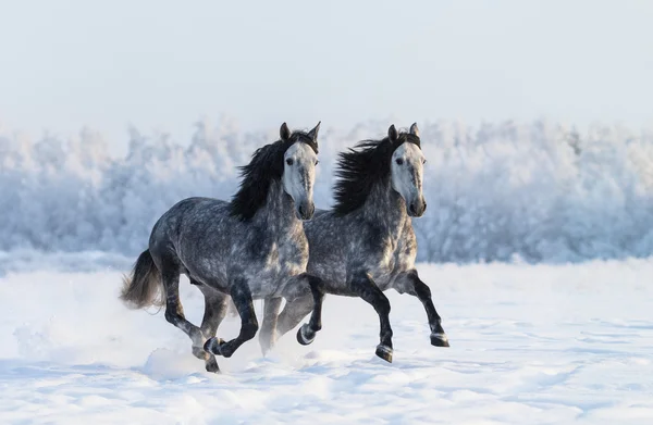 Dos galopantes caballos españoles de pura raza gris manzana — Foto de Stock