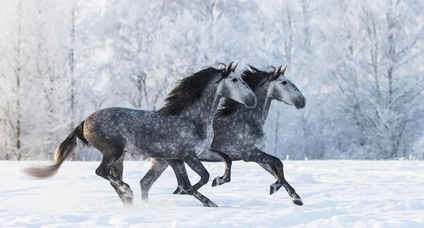 実行している 2 つの灰色のスペイン純血種の馬 — ストック写真