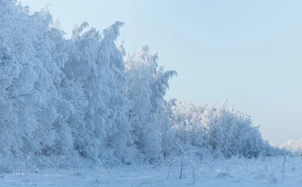 Winter landscape with trees covered with hoarfrost — Stock Photo, Image