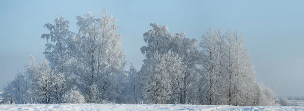 Winter landscape with trees covered with hoarfrost — Stock Photo, Image