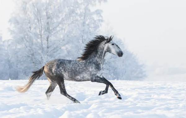 Semental gris manzana galopar a través de campo cubierto de nieve — Foto de Stock